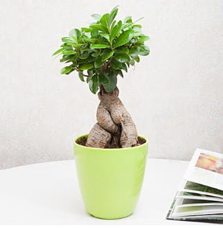 Ficus Ginseng Bonsai Ankara Yenimahalle Atlantis alveri elence merkezi AVM iek siparii iekiler