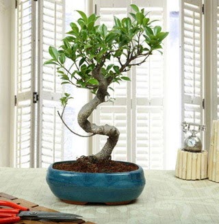 Amazing Bonsai Ficus S thal Ankara ankaya Kentpark Alveri Merkezi AVM iekiler