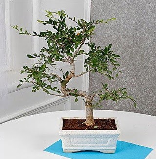 Unique Ulmus S Shaped Bonsai Ankara Sincan Gimsa AVM iek online iek siparii