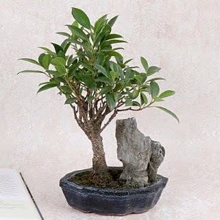 Japon aac Evergreen Ficus Bonsai Ankara FTZ Alveri merkezi AVM iekiler iek gnder