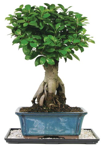 Bonsai Ginsing Grafted Ficus Bonsai Ankara Etlik Antares Alveri merkezi AVM iek yolla