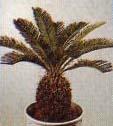 Cycas revoluta ithaldir.