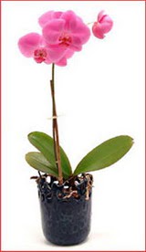 Ankara Glba ar AVM iek maazas , ieki adresleri Phalaenopsis Orchid Plant