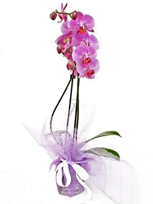 Ankara Yenimahalle Akvaryum AVM iek yolla Kaliteli ithal saksida orkide