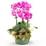 Ankara Mamak Nata Vega AVM iekiler 2 dal orkide , 2 kkl orkide - saksi iegidir