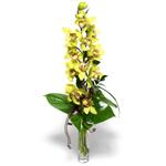 Ankara Etlik Antares Alveri merkezi AVM iek yolla 1 dal orkide iegi - cam vazo ierisinde -