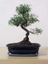 ithal bonsai saksi iegi Ankara ankaya Arcadium Alveri Merkezi AVM iek siparii