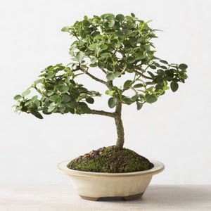 ithal bonsai saksi iegi Ankara Sincan Gimsa AVM iek online iek siparii