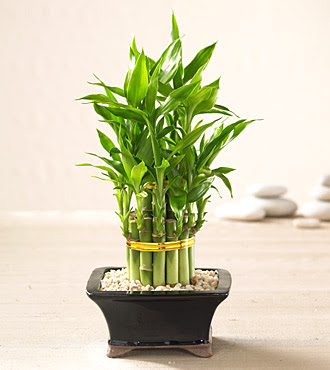 Lucky Bamboo saksi iegi Ankara ATG Ankara Tren Gar AVM iek sat