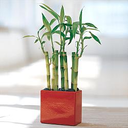 Lucky Bamboo sans melegi iegi Carrefoursa AVM Ankara iek siparii 