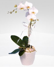 1 dall orkide saks iei Ankara Yonca Alveri Merkezi AVM online ieki , iek siparii