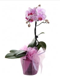 1 dal pembe orkide saks iei Ankara Glba Evsa Ylpa AVM kaliteli taze ve ucuz iekler