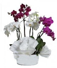 4 dal mor orkide 2 dal beyaz orkide Ankara Yenimahalle Akvaryum AVM iek yolla