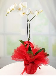 1 dal beyaz orkide saks iei Carrefoursa AVM Ankara iek siparii 