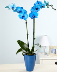 Esiz bir hediye 2 dall mavi orkide Ankara Yenimahalle Acity Premium Outlet AVM cicekciler , cicek siparisi