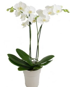 2 dall beyaz orkide Ankara Etimesgut Optimum AVM ieki adresleri telefonlar