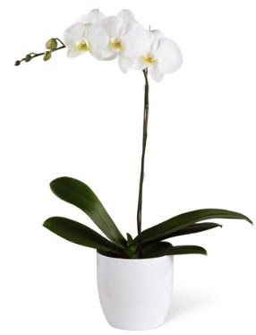 1 dall beyaz orkide Ankara Yenimahalle Atlantis alveri elence merkezi AVM iek siparii iekiler