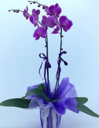 2 dall mor orkide Ankara Glba Evsa Ylpa AVM kaliteli taze ve ucuz iekler