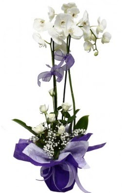 2 dall beyaz orkide 5 adet beyaz gl Ankara ankaya Panora AVM ieki maazas