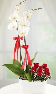 2 dall beyaz orkide ve 7 krmz gl Ankara Keiren Forum Outlet AVM ieki iek siparii