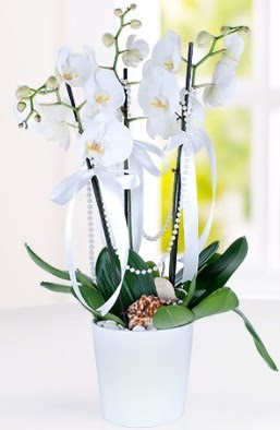 3 dall beyaz orkide Ankara Etlik Antares Alveri merkezi AVM iek yolla 