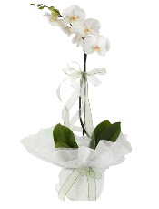 1 dal beyaz orkide iei Ankara ankaya Arcadium Alveri Merkezi AVM iek siparii