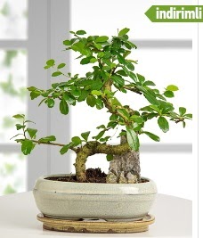 S eklinde ithal gerek bonsai japon aac Ankara ATG Ankara Tren Gar AVM iek sat