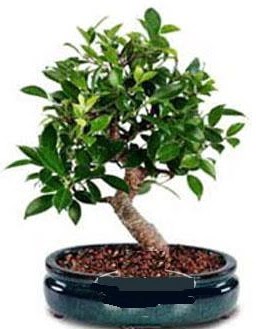 5 yanda japon aac bonsai bitkisi Ankara Yenimahalle Akvaryum AVM iek yolla