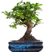 5 yanda japon aac bonsai bitkisi Ankara ankaya Taurus AVM iekiler iek sat