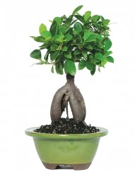 5 yanda japon aac bonsai bitkisi Ankara Yenimahalle Podium AVM  cicek , cicekci 