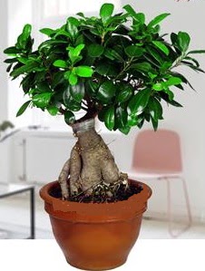 5 yanda japon aac bonsai bitkisi Ankara Yenimahalle Gordion Alveri Merkezi AVM online iek gnderme sipari