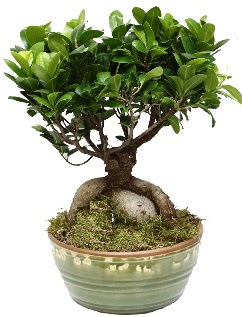 Japon aac bonsai saks bitkisi Ankara Mamak Nata Vega AVM iekiler