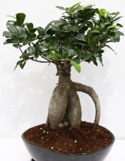 Japon aac bonsai saks bitkisi Ankara Etlik Antares Alveri merkezi AVM iek yolla