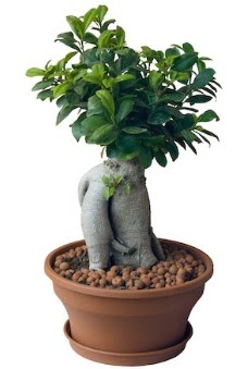 Japon aac bonsai saks bitkisi Panora AVM Ankara iek gnderme
