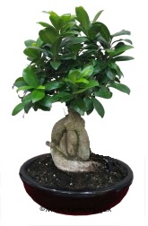 Japon aac bonsai saks bitkisi Ankara ankaya Karum i ve alveri merkezi AVM ucuz iek gnder