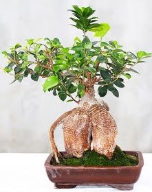 Japon aac bonsai saks bitkisi Ankara ankaya Karum i ve alveri merkezi AVM ucuz iek gnder