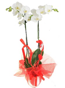 2 dall beyaz orkide bitkisi Ankara Etimesgut Optimum AVM ieki adresleri telefonlar