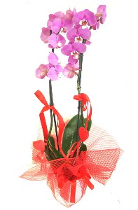 2 dall mor orkide bitkisi Ankara ankaya Taurus AVM iekiler iek sat