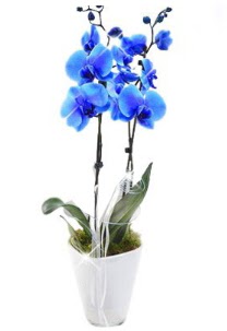 2 dall AILI mavi orkide Ankara ankaya Taurus AVM iekiler iek sat
