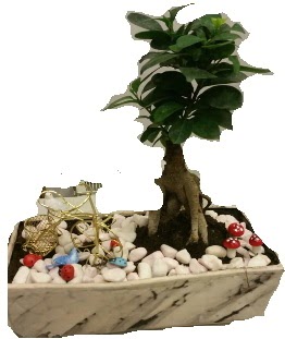 Japon aac bonsai sat Ankara Yenimahalle Akvaryum AVM iek yolla