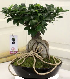 Japon aac bonsai sat Ankara Eryaman Gksu AVM iek servisi , ieki adresleri