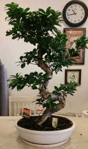 100 cm yksekliinde dev bonsai japon aac Ankara Mamak Nata Vega AVM iekiler
