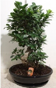 75 CM Ginseng bonsai Japon aac Ankara Keiren Forum Outlet AVM ieki iek siparii