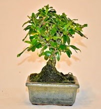 Zelco bonsai saks bitkisi Ankara Eryaman Gksu AVM iek servisi , ieki adresleri