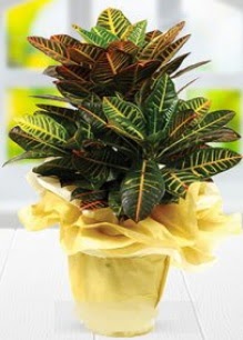 Orta boy kraton saks bitkisi Ankara Yenimahalle Gordion Alveri Merkezi AVM online iek gnderme sipari