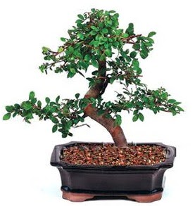 thal bonsai japon aac Ankara ankaya Next Level AVM iek siparii sitesi