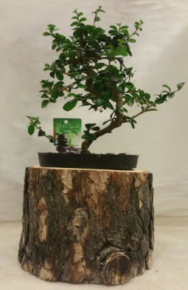 Doal ktk iinde bonsai japon aac Ankara Mamak Nata Vega AVM iekiler