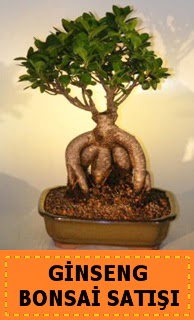 Ginseng bonsai sat japon aac Ankara Yenimahalle Podium AVM  cicek , cicekci 
