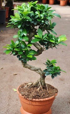 Orta boy bonsai saks bitkisi Ankara ankaya Kentpark Alveri Merkezi AVM iekiler