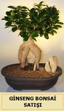 thal Ginseng bonsai sat japon aac Ankara ankaya Next Level AVM iek siparii sitesi